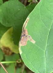 Amauromyza pleuralis