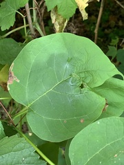 Amauromyza pleuralis