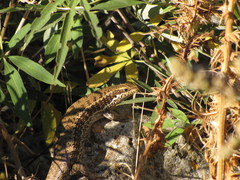Heremites auratus