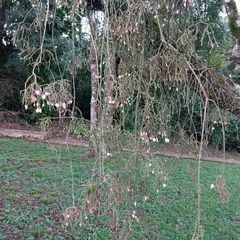 Rhipsalis pilocarpa