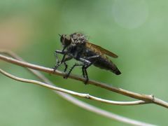 Eutolmus rufibarbis