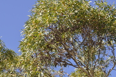 Eucalyptus suberea