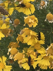 Pygodasis quadrimaculata