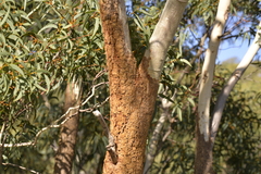 Eucalyptus suberea