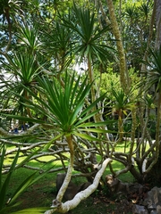 Dracaena cochinchinensis