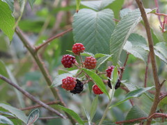 Rubus coriifolius