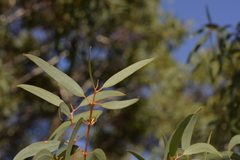 Eucalyptus suberea