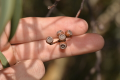 Eucalyptus suberea