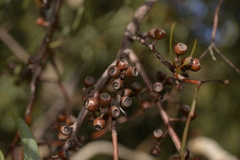 Eucalyptus suberea