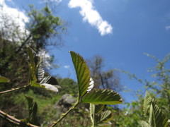 Rubus coriifolius