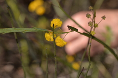 Acacia applanata
