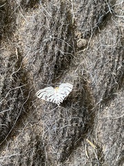 Conchylodes ovulalis