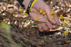 Acacia applanata