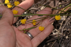 Acacia applanata