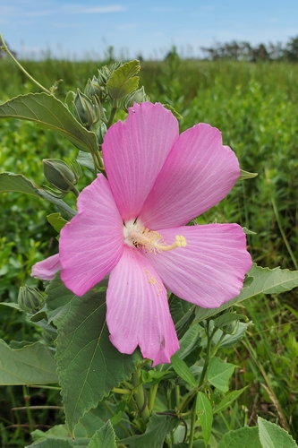 crimsoneyed rosemallow (Hibiscus moscheutos)