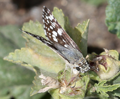 Burnsius communis