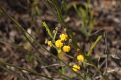 Acacia applanata