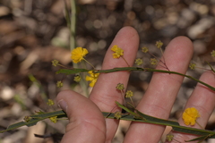 Acacia applanata