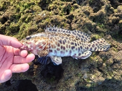 Epinephelus quoyanus