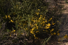 Acacia applanata