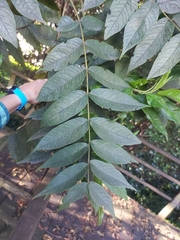 Juglans neotropica