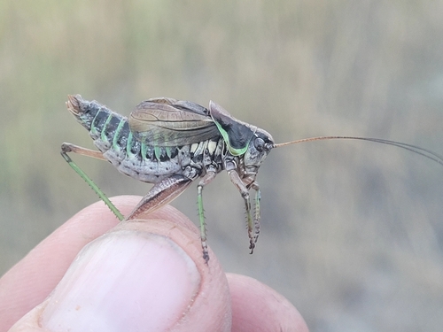 Bog Katydid
