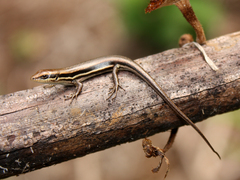 Trachylepis gravenhorstii