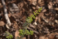 Acacia pulchella reflexa