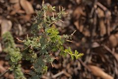Acacia pulchella reflexa