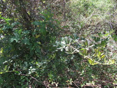Rubus coriifolius