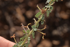 Acacia pulchella reflexa