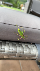 Poecilimon schmidtii