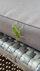 Poecilimon schmidtii