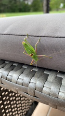 Poecilimon schmidtii