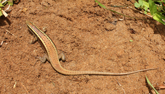 Zonosaurus madagascariensis