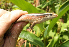 Zonosaurus madagascariensis