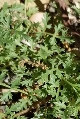 Tauschia parishii