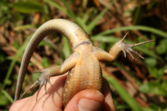 Zonosaurus madagascariensis