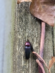 Parallelostethus attenuatus