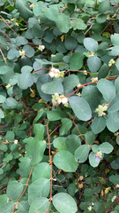 Symphoricarpos albus