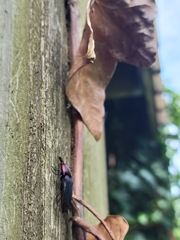 Parallelostethus attenuatus