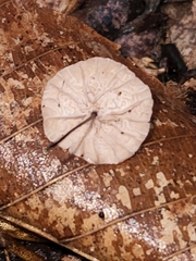 Marasmius