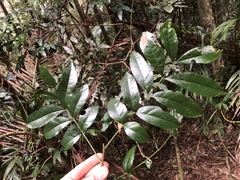 Dysoxylum fraserianum