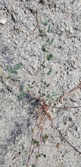 Acmispon decumbens decumbens