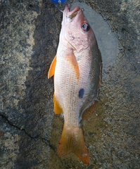 Lutjanus monostigma