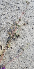Acmispon decumbens decumbens