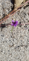 Acmispon decumbens decumbens