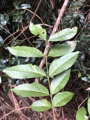 Dysoxylum fraserianum
