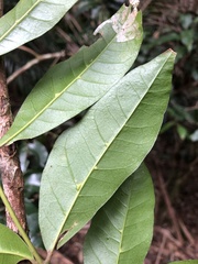 Dysoxylum fraserianum