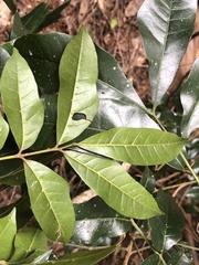 Dysoxylum fraserianum